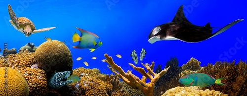 Underwater tropical reef panorama #54752531