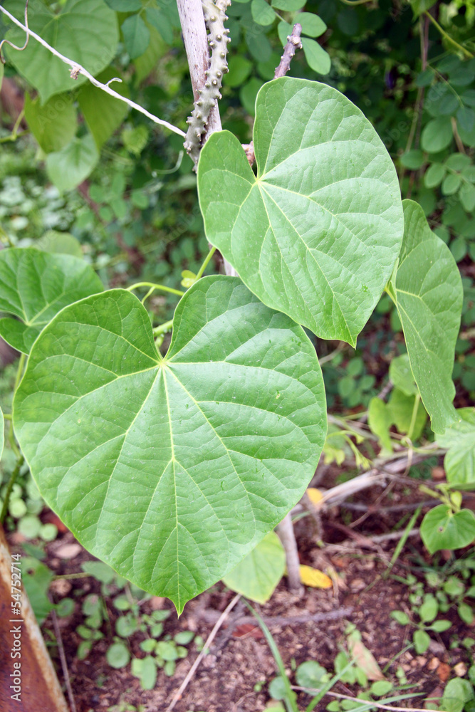 Leaves and vines of Tinospora crispa.