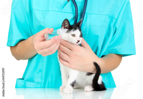 Veterinarian examining kitten isolated on white