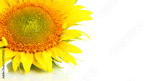 Fototapeta Naklejka Na Ścianę i Meble -  Sunflower isolated on white