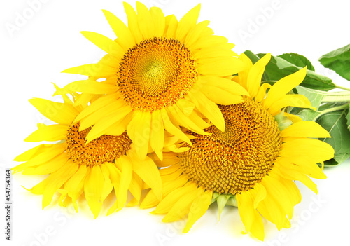 Sunflowers isolated on white