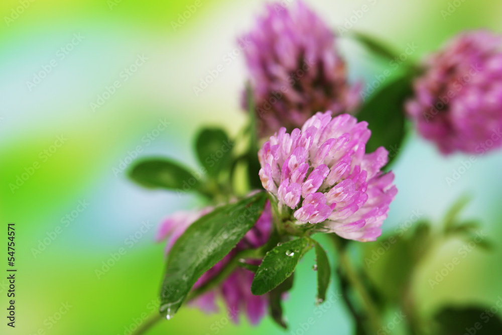 Clover flowers, outdoors Clover flowers, outdoors