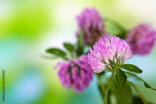 Clover flowers, outdoors