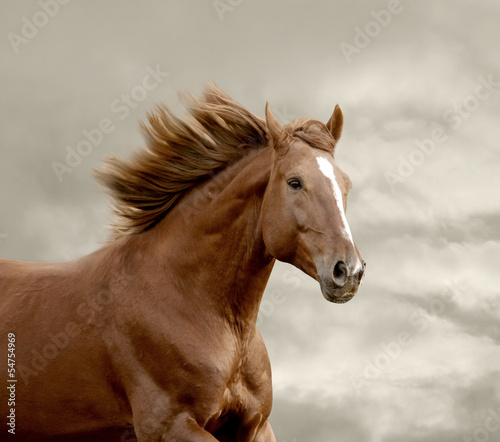 horse running closeup © Mari_art