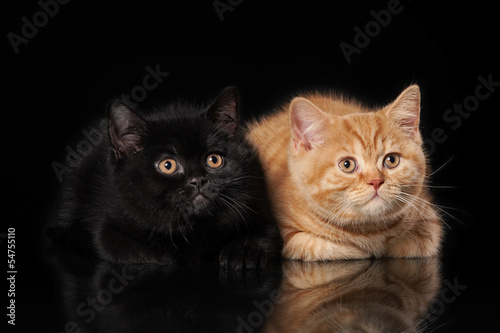 Two british kittens on black background