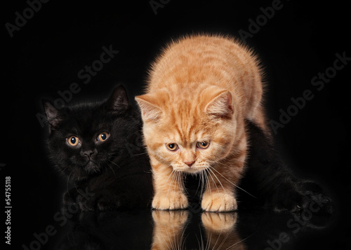 Two british kittens on black background