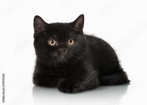 small black british kitten on white background