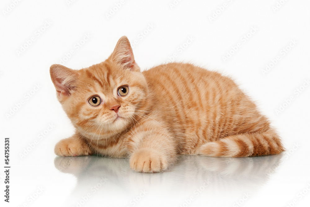 small red british kitten on white background