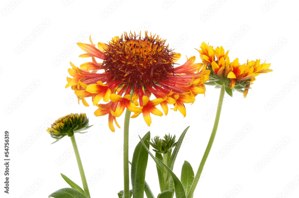 Naklejka premium Gaillardia flowers