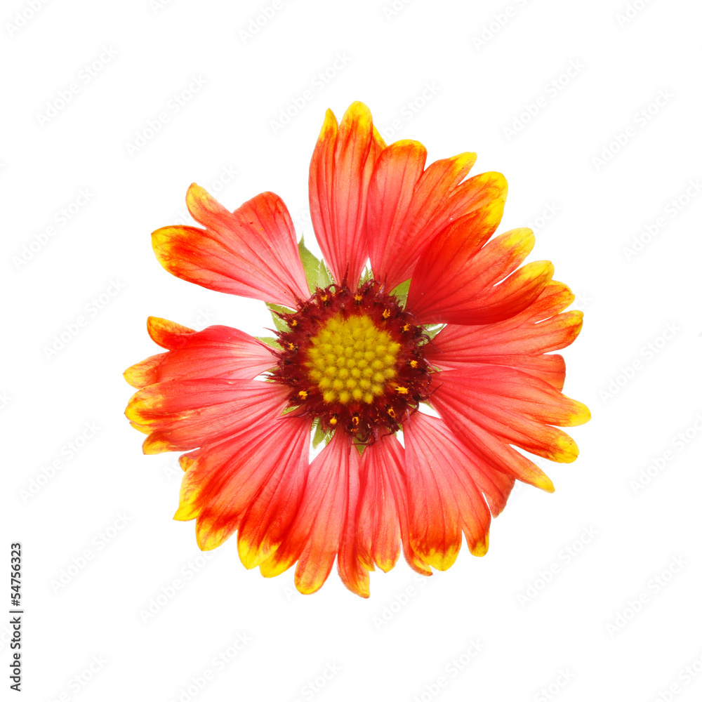 gaillardia flower gaillardia flower