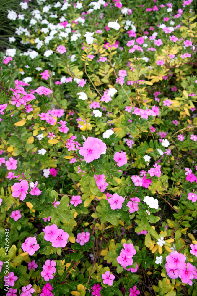 Catharanthus roseus garden.