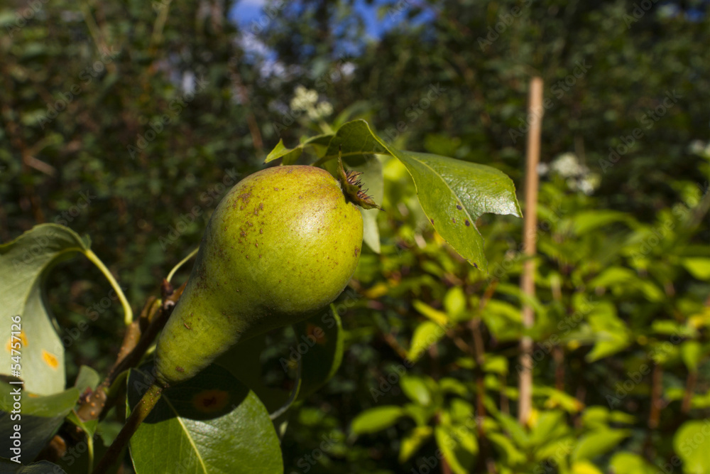 fresh pear growing on tree fresh pear growing on tree