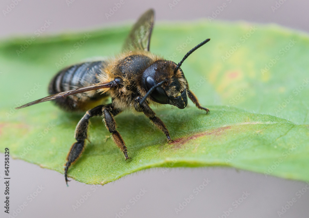 Fototapeta premium Leaf Cutter Bee