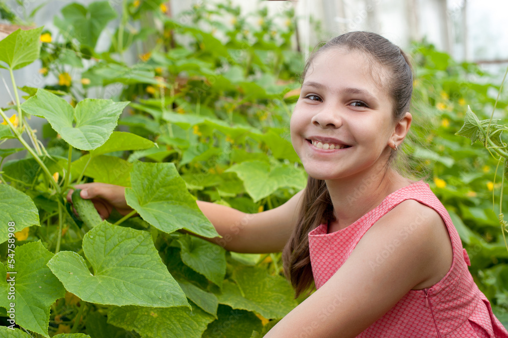 Lovely girl picking cucumber in the greenhouse Lovely girl picking cucumber in the greenhouse