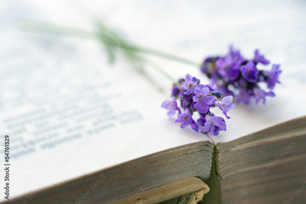 Fototapeta premium Open book with blue lavender