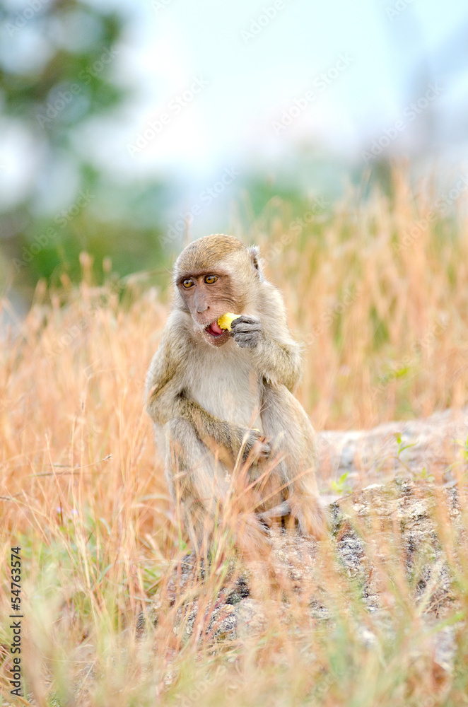 Obraz premium Thai monkey