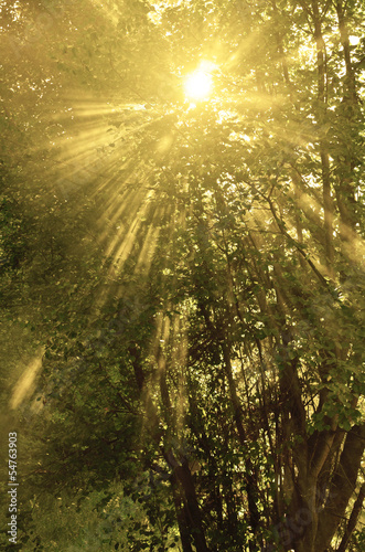 Fototapeta Naklejka Na Ścianę i Meble -  Sunlight Through Trees