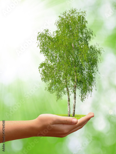 growing tree in hand on green background