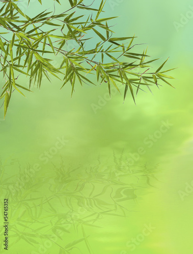 bambou © Unclesam