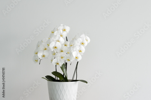 Fototapeta Naklejka Na Ścianę i Meble -  コチョウランの花