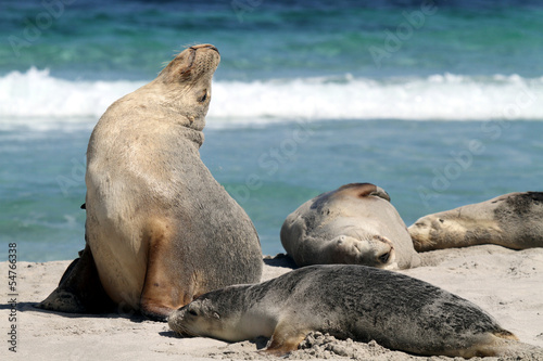 australian sealion photo