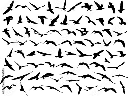 Fotografie, Obraz seagull silhouette on white background.