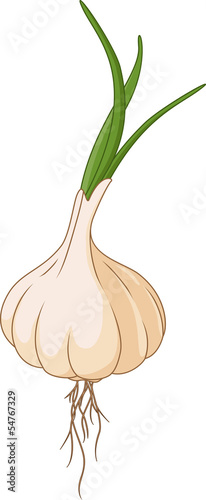 garlic for you design