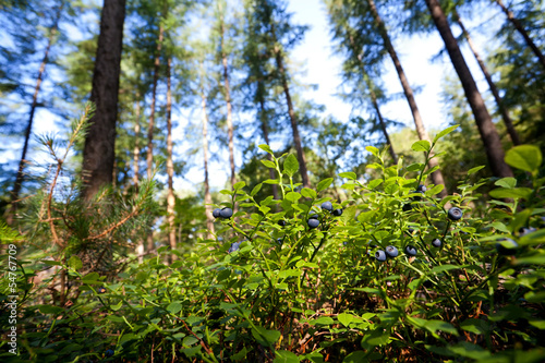 shrubs with blueberry fruits in forest