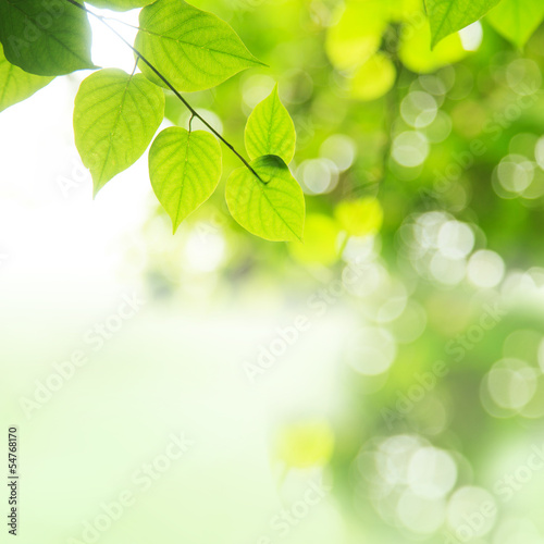Fresh green leaves