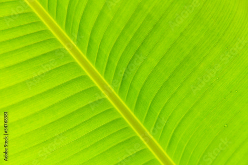 Banana leaf