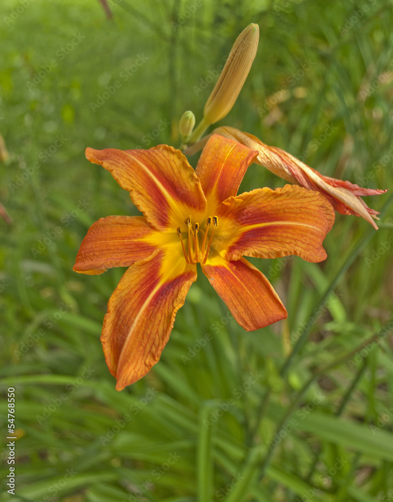 Lilium Bulbiferum or Orange or Fire or Tiger Lily Lilium Bulbiferum or Orange or Fire or Tiger Lily
