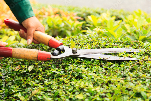 Hands cuts green bush with scissors