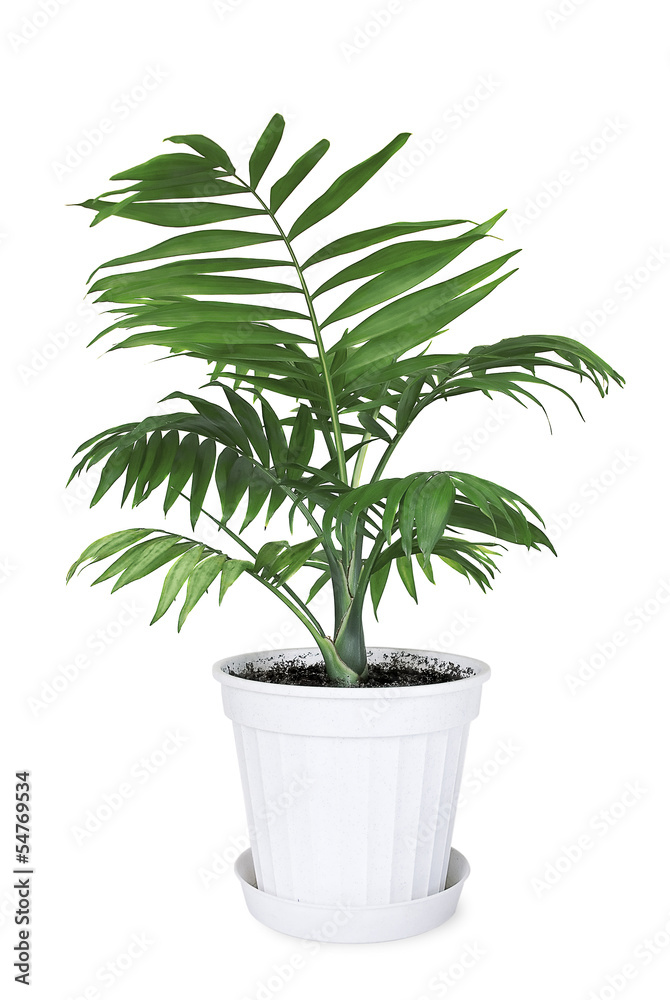 House plant Chamaedorea in a flower pot House plant Chamaedorea in a flower pot