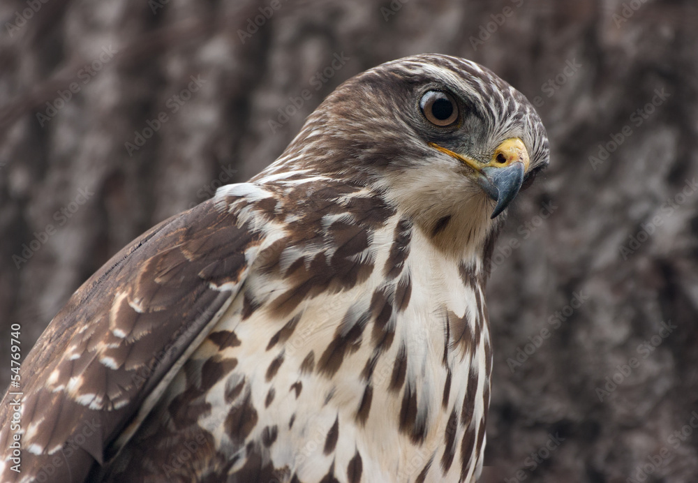 Mäusebussard Mäusebussard