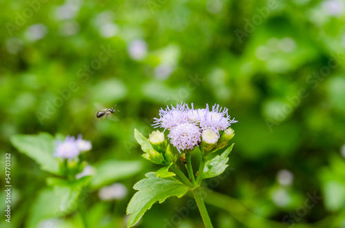 Flower insect swarm.