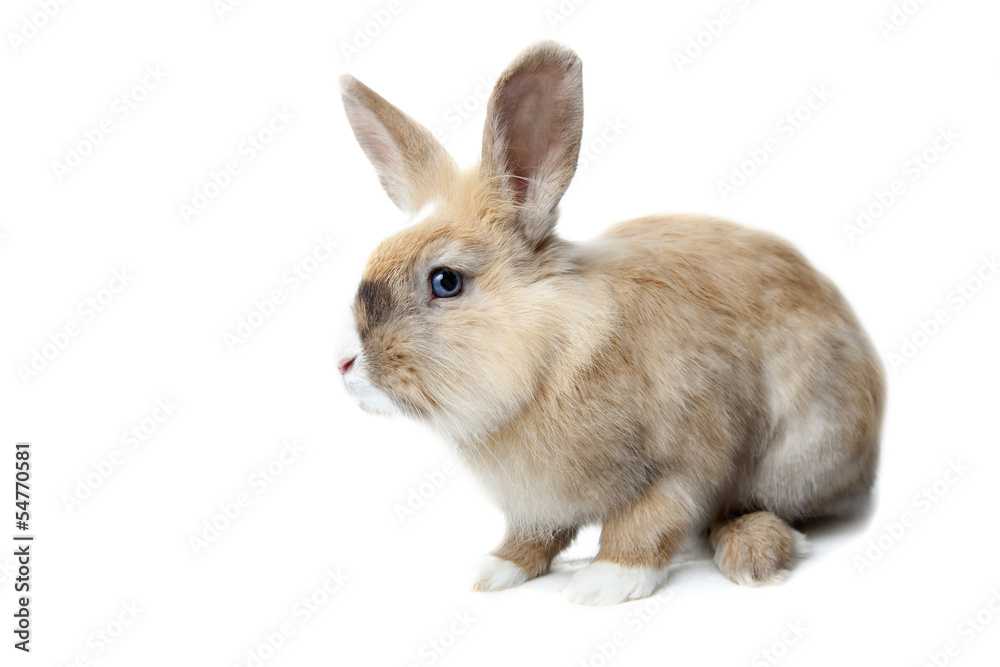 Rabbit Rabbit