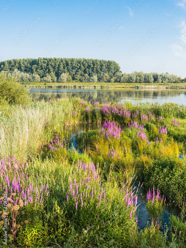 Naklejka premium Flowering Purple Loosestrife