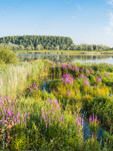 Obraz na płótnie Flowering Purple Loosestrife w salonie
