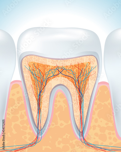  Tooth anatomy