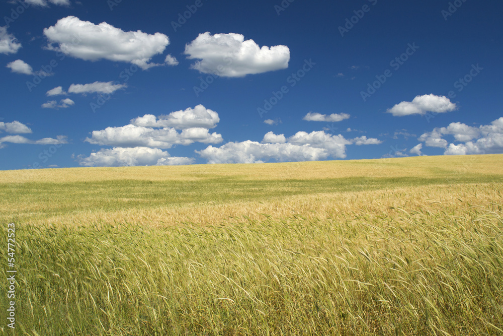 Golden fields