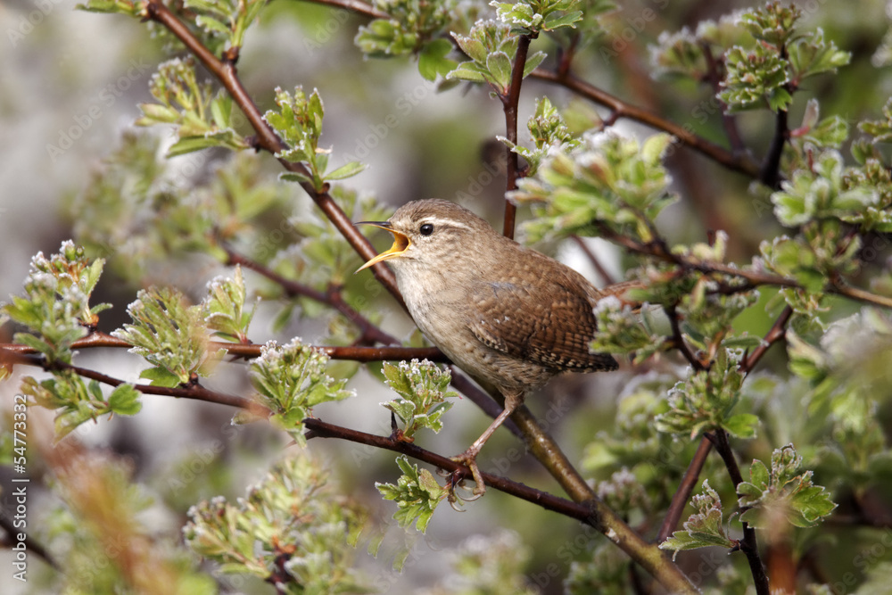Wren, Troglodytes troglodytes Wren, Troglodytes troglodytes