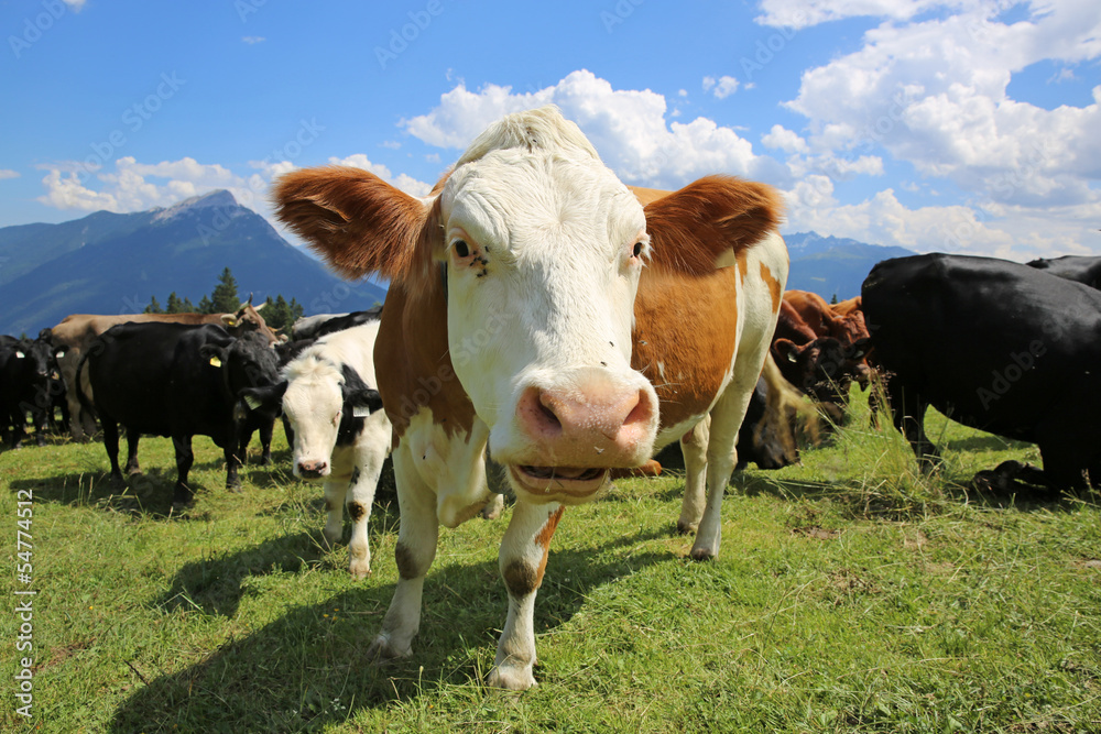 Kühe bei Imst. Tirol