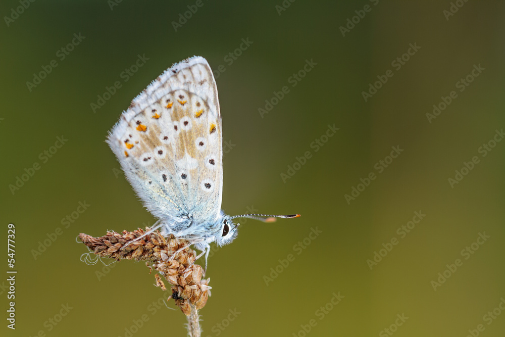 custom made wallpaper toronto digitalIn the Time of the Butterflies