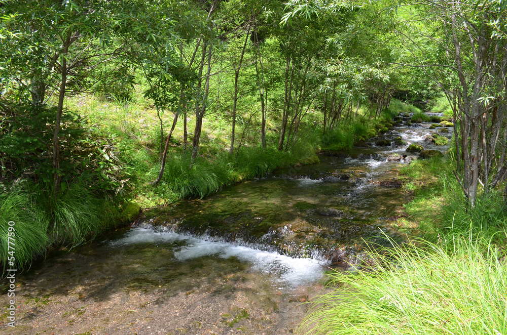 Obraz premium 奥日光の清流