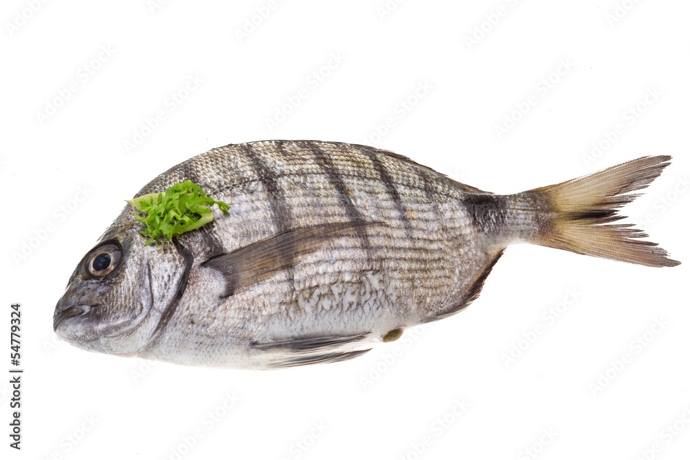 Fototapeta premium Raw Tilapia
