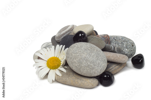 Fototapeta Naklejka Na Ścianę i Meble -  plant on the white background