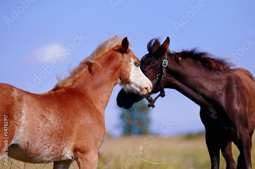 Portrait of two foals on a pasture.