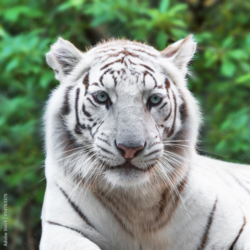 Naklejka premium White tiger