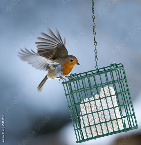 Obraz na płótnie Robin on Bird Feeder
