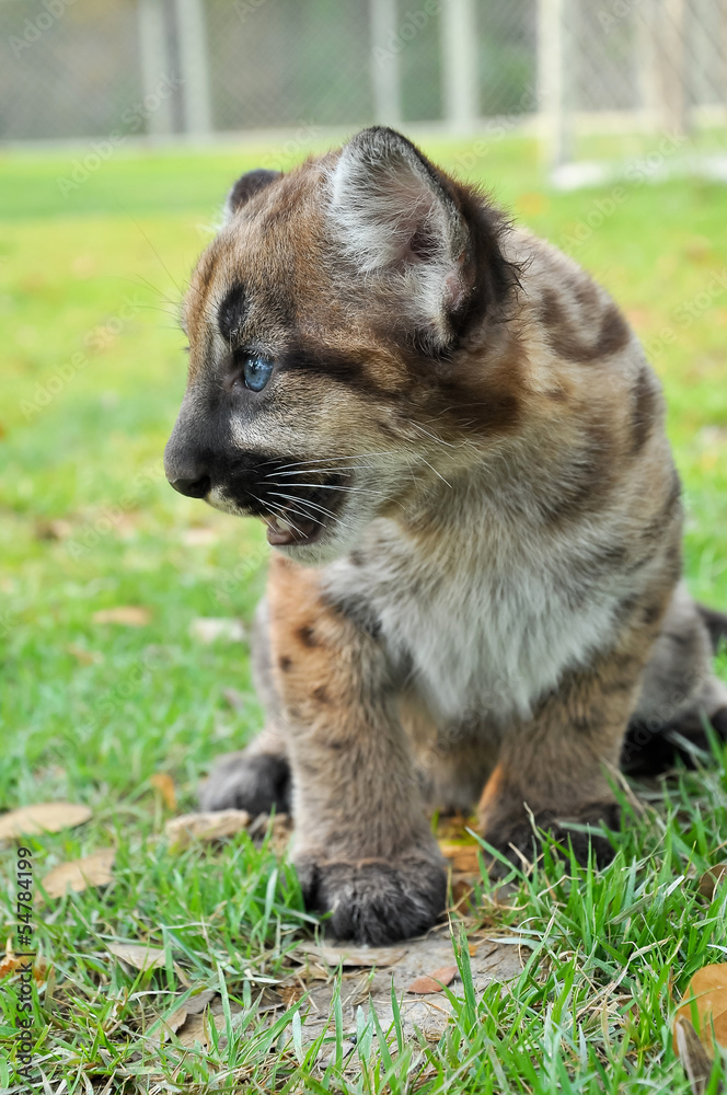 Naklejka premium Baby Puma